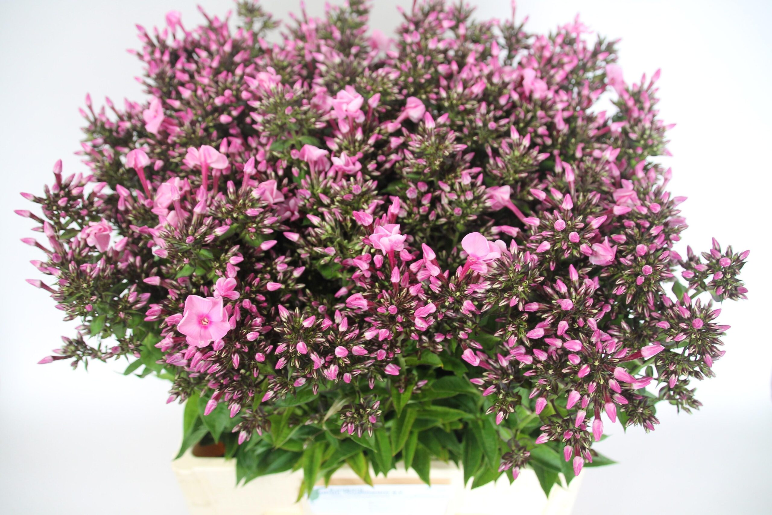 Phlox (Paniculata Grp) 'Sweet Dance'