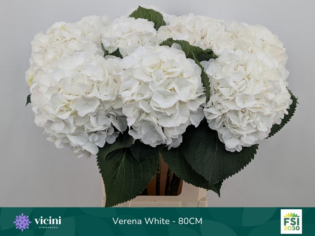 Hydrangea macrophylla White Verena