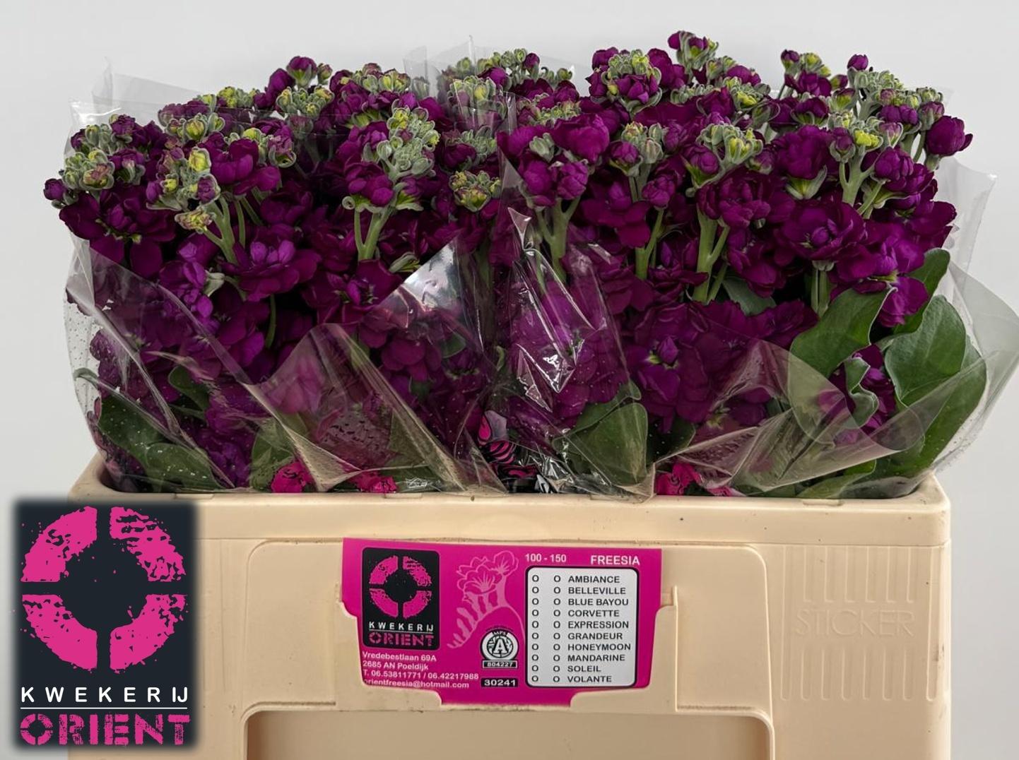 Matthiola incana Anytime Purple