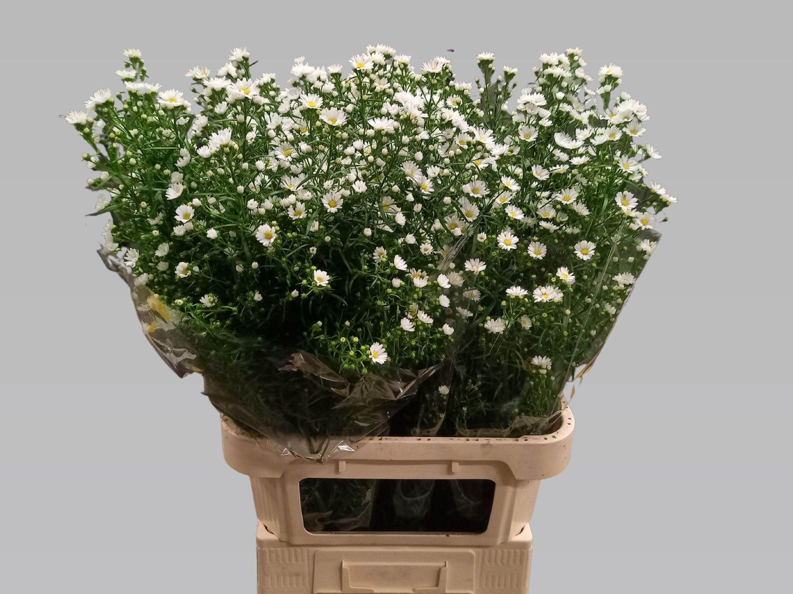 Aster (Universum Grp) Monte Casino Improved