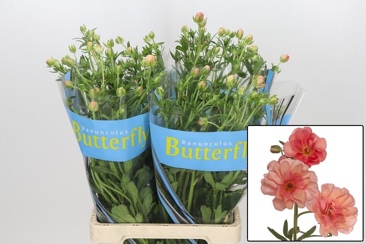 Ranunculus Butterfly Eris