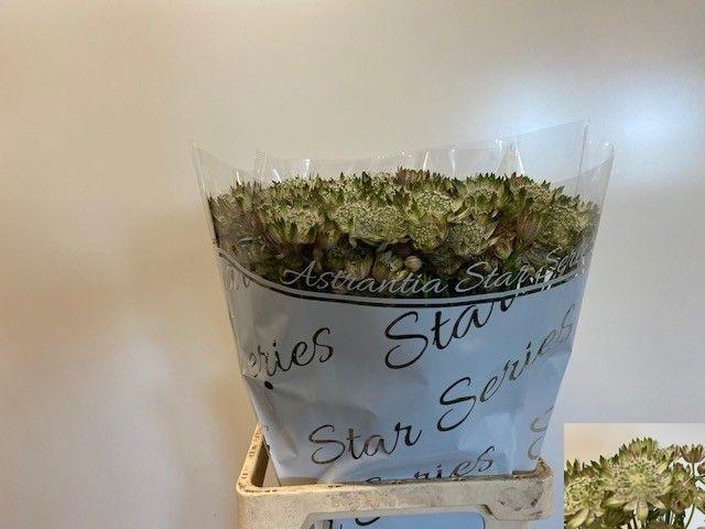 Astrantia major overig