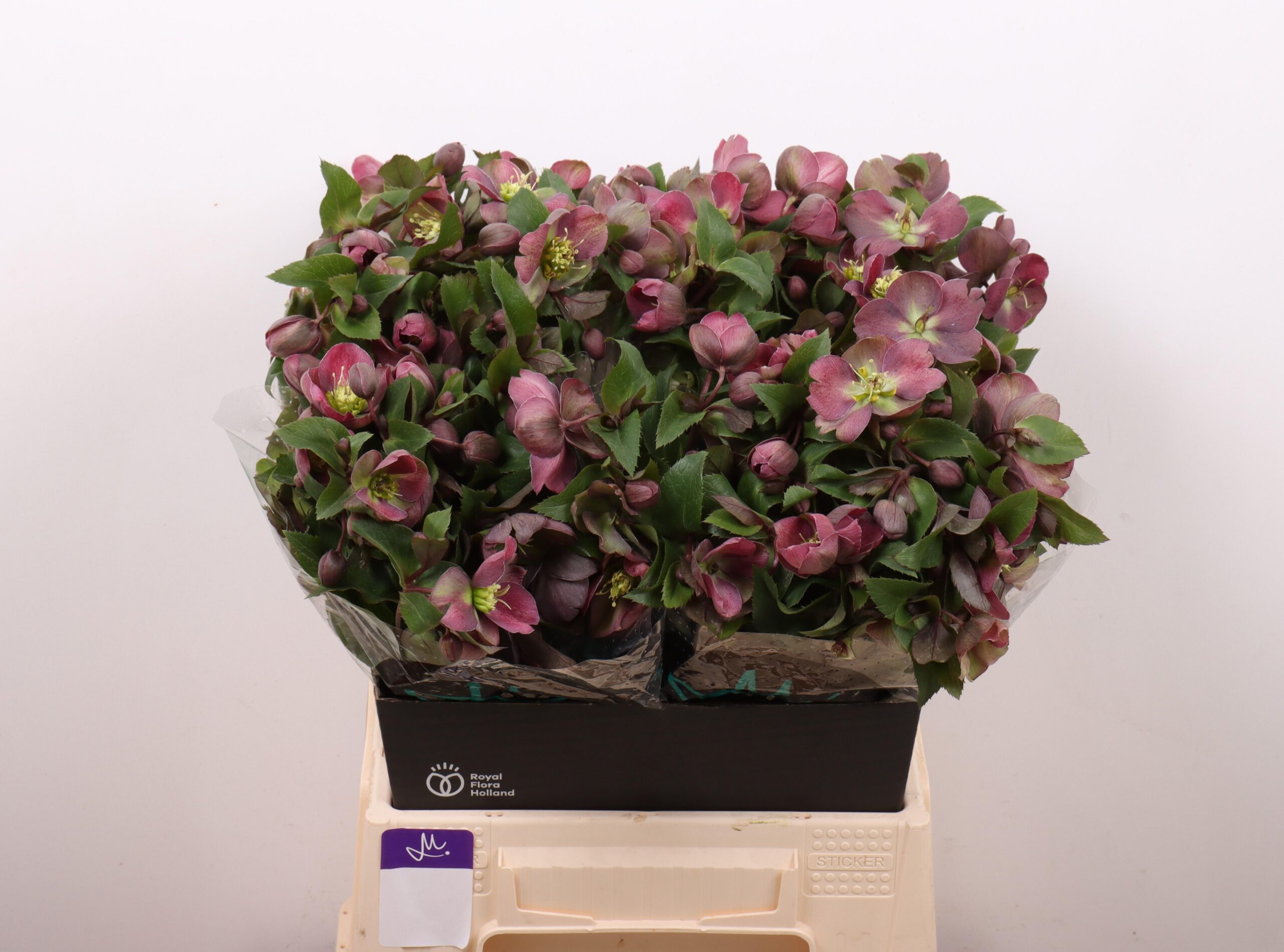 Helleborus 'Classic Grace'