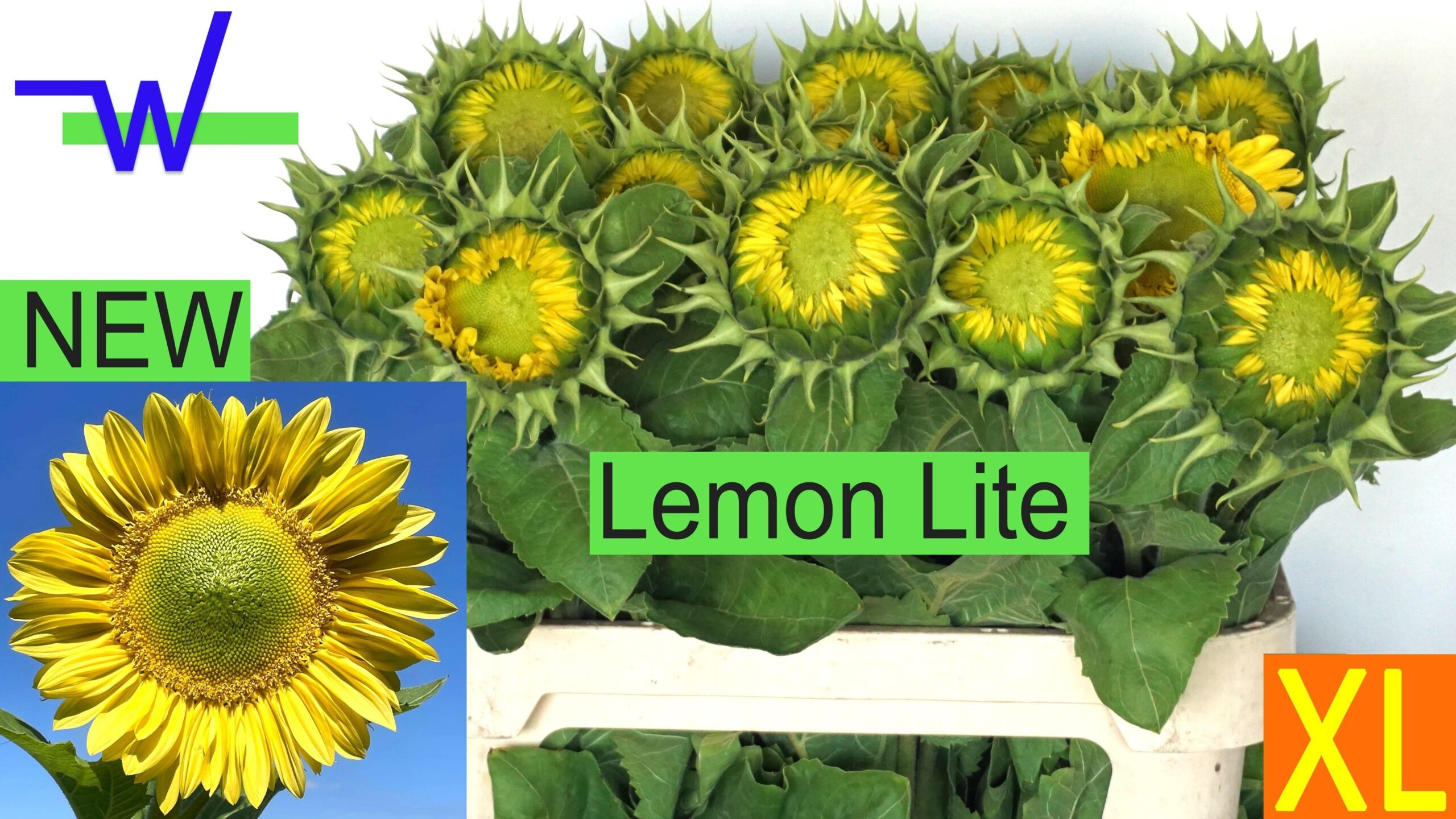 Helianthus