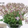 Tricyrtis
