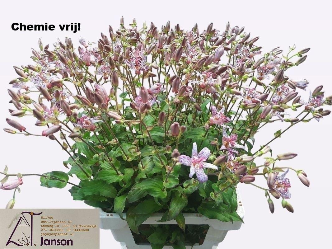 Tricyrtis