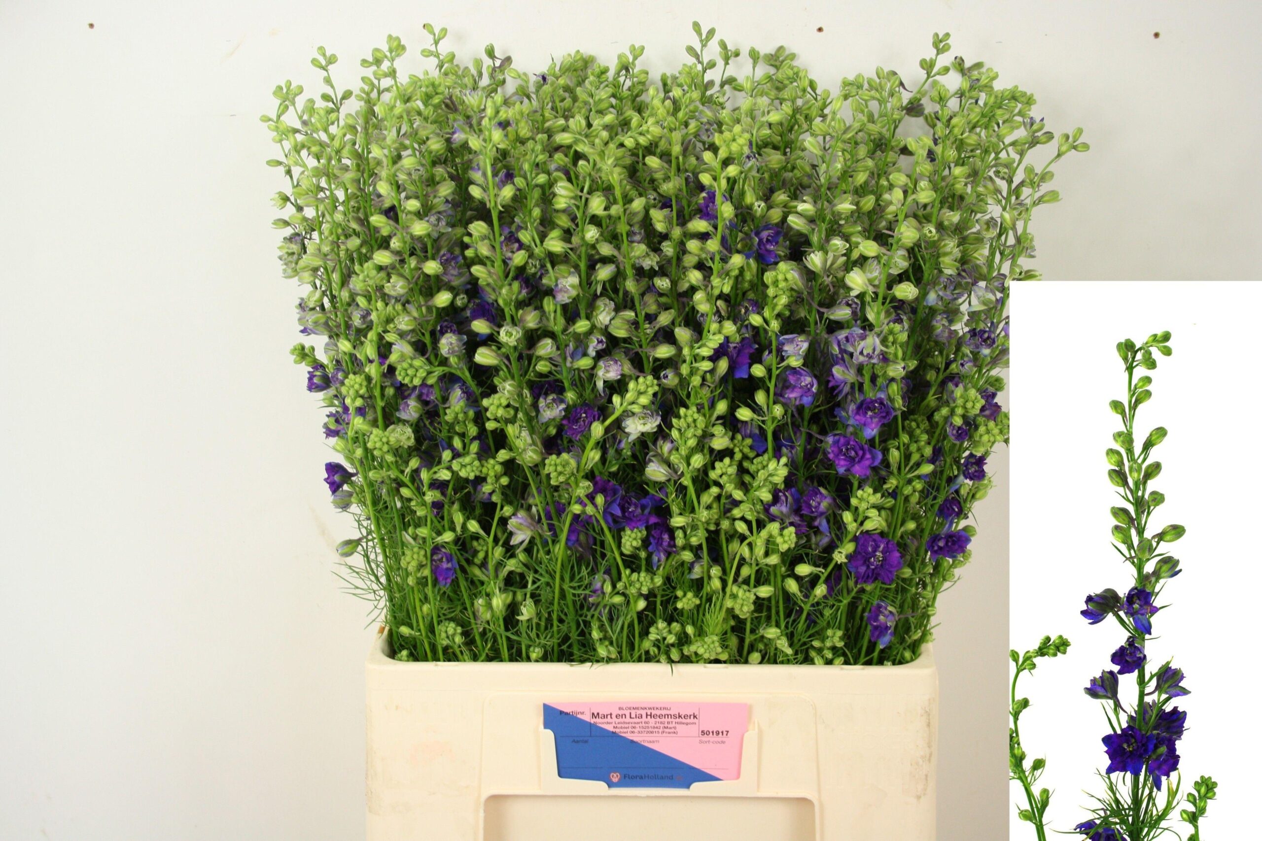 Consolida regalis 'Qis Dark Blue'