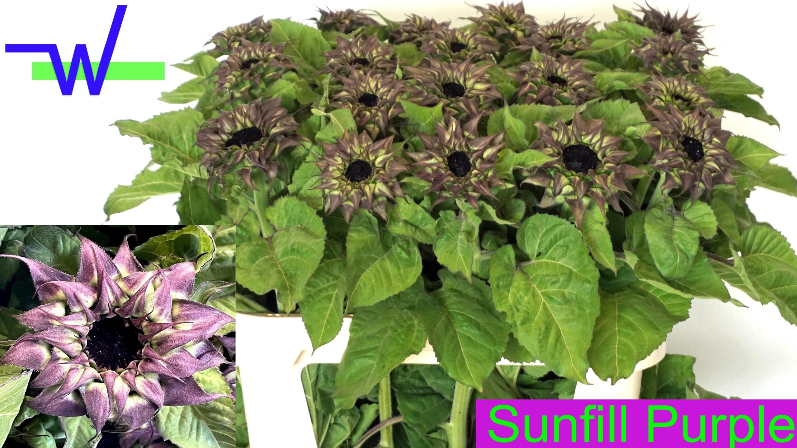 Helianthus