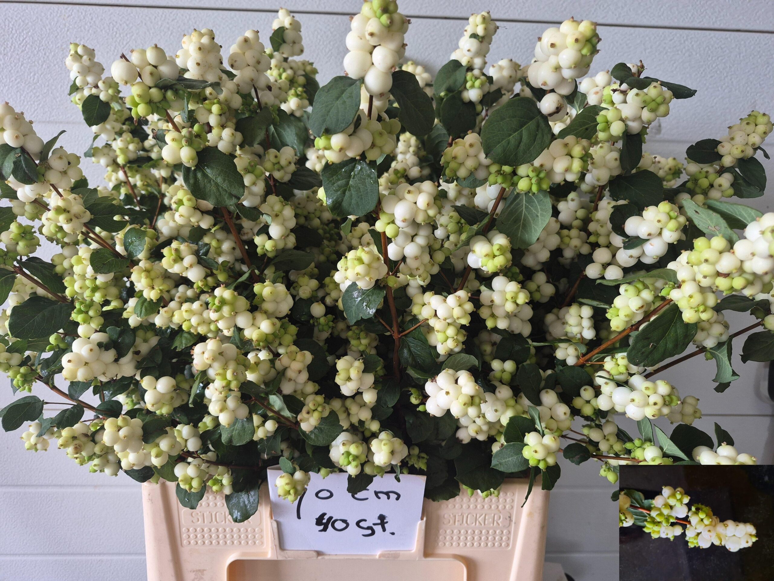 Symphoricarpos (White Berry Grp) Magical Avalanche