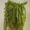 Amaranthus caudatus 'Cycloop'