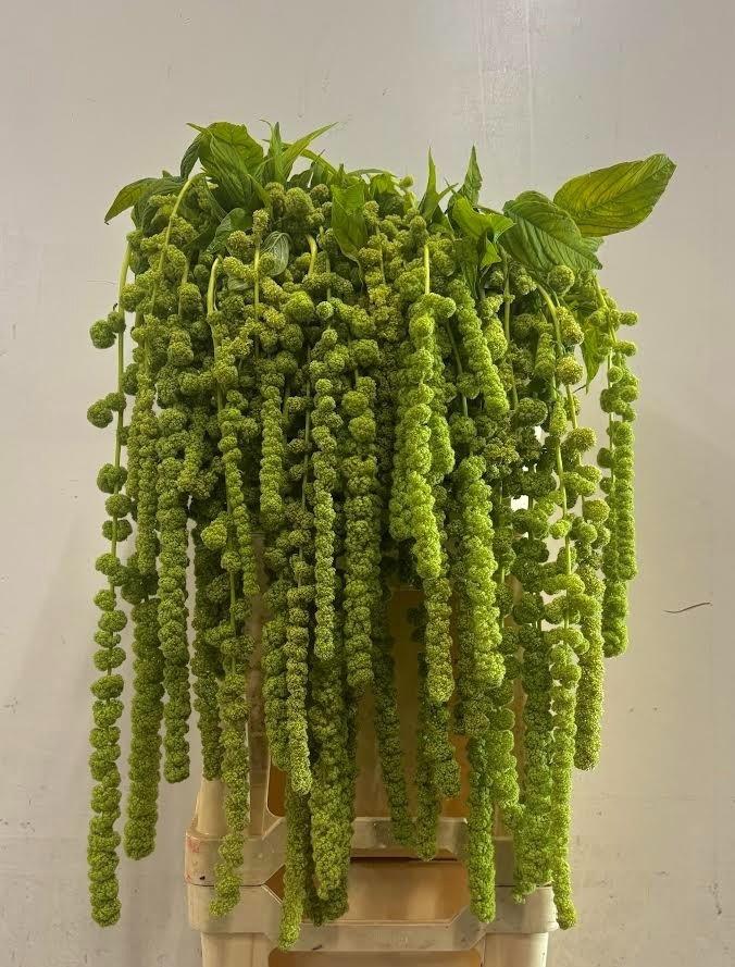 Amaranthus caudatus 'Cycloop'
