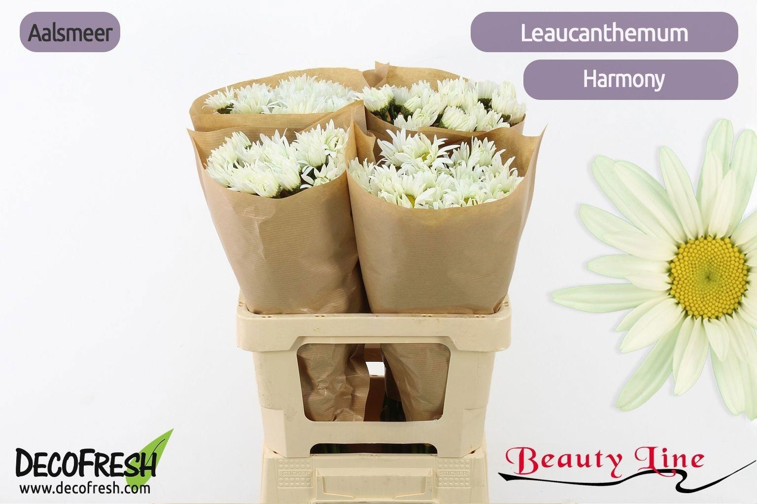 Leucanthemum (Superbum Grp) Harmony