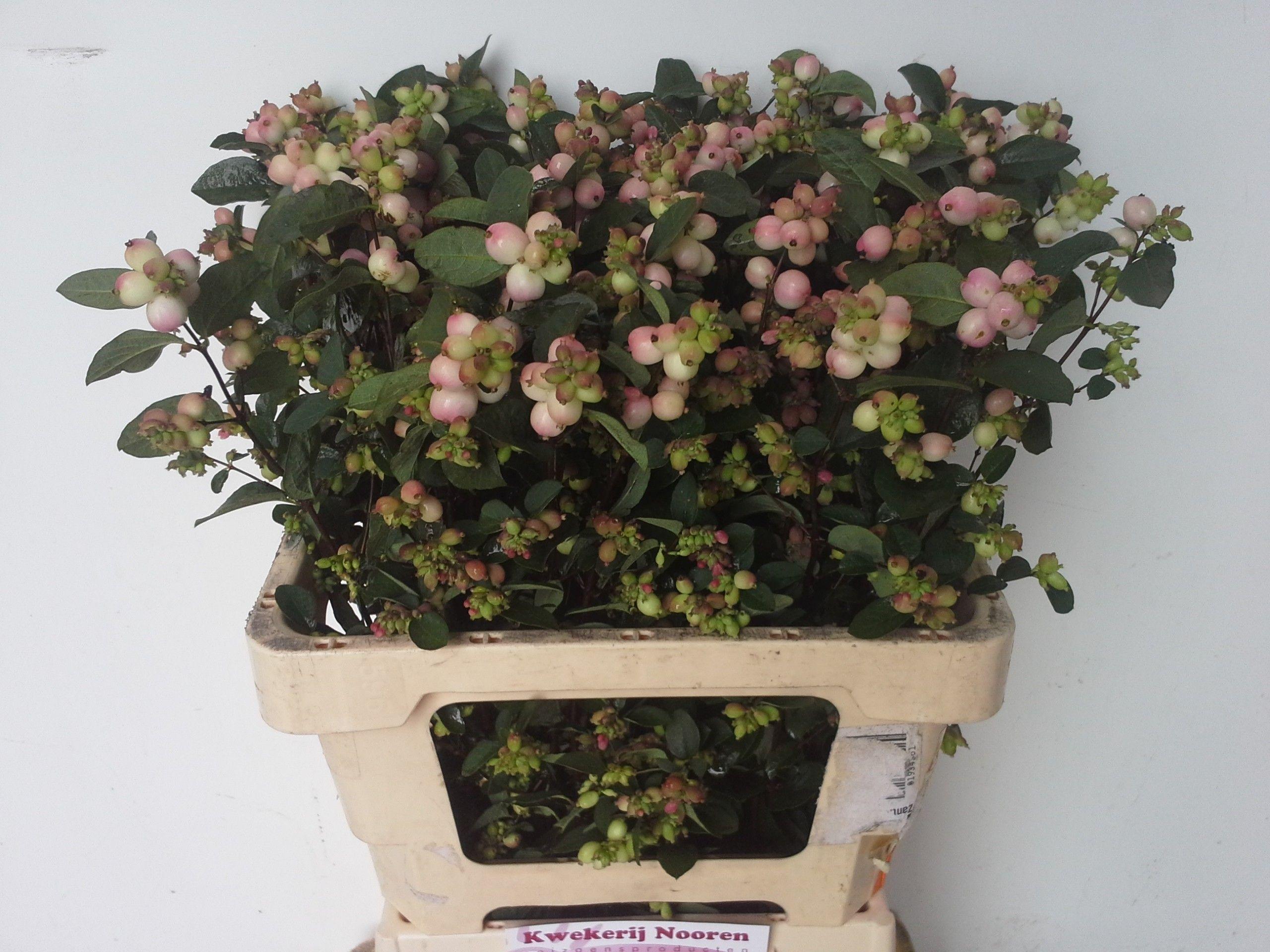 Symphoricarpos (Pink Berry Grp) Magical Charming Fantasy