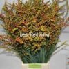 Crocosmia met bes overig