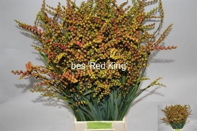 Crocosmia met bes overig