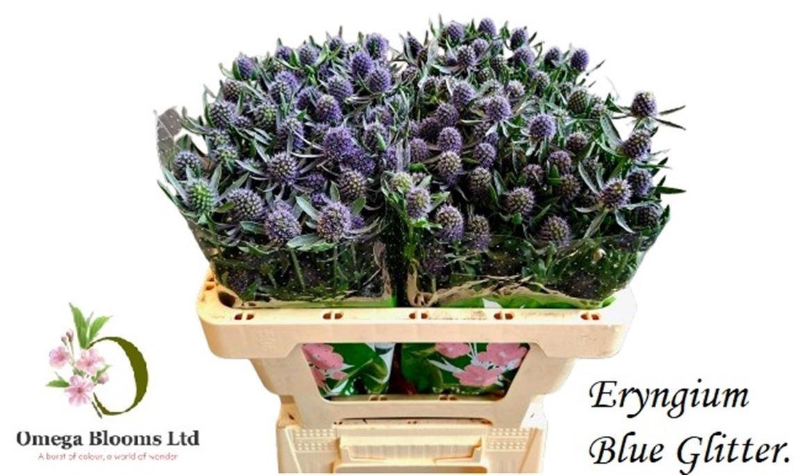 Eryngium planum 'Blue Glitter'