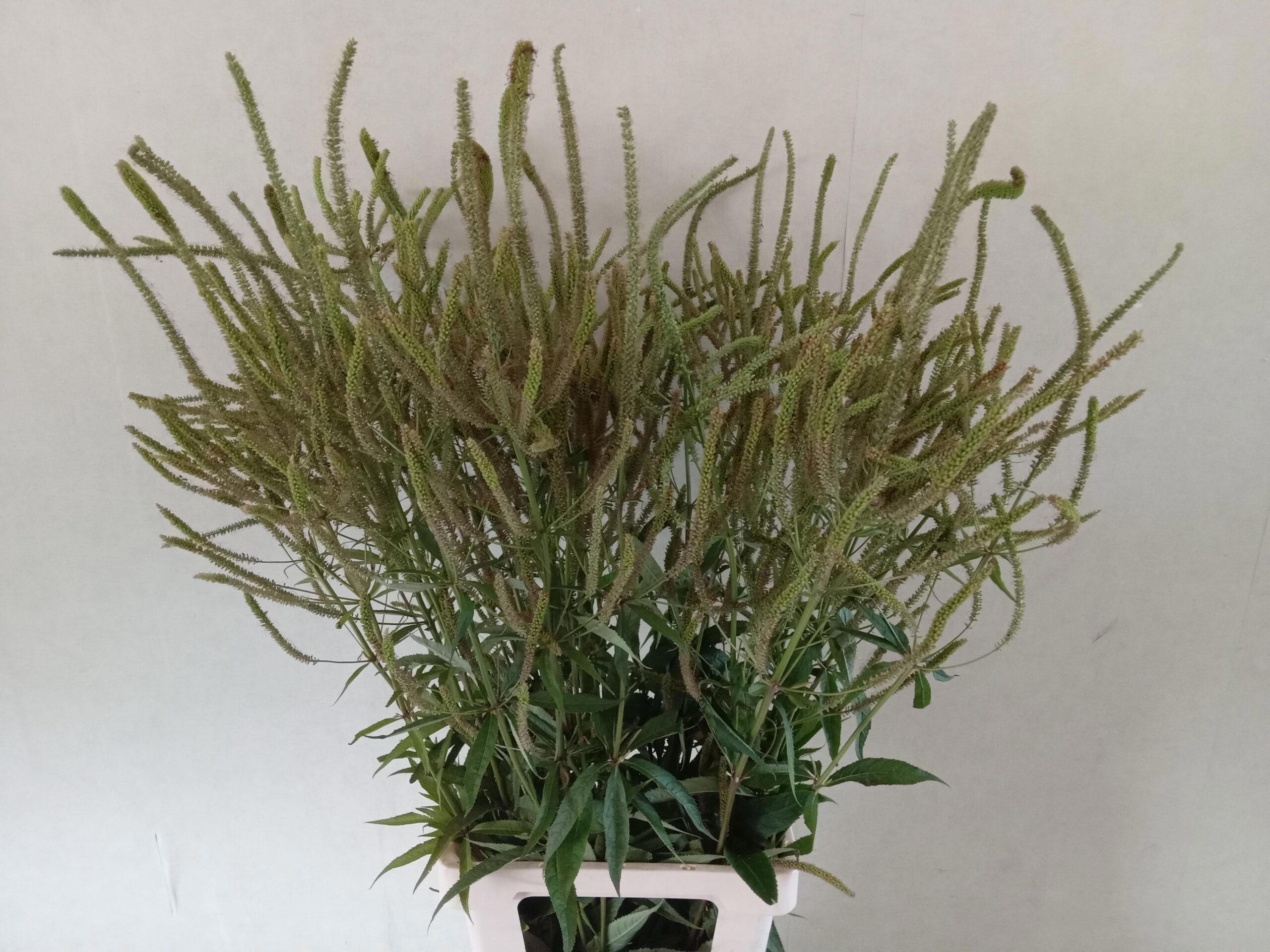 Veronicastrum virginicum overig