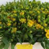 Helenium 'Kanaria'