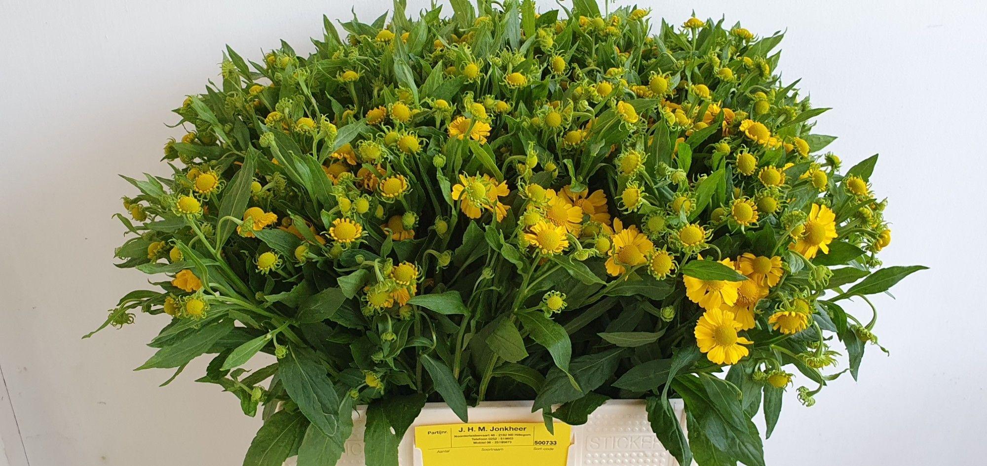 Helenium 'Kanaria'