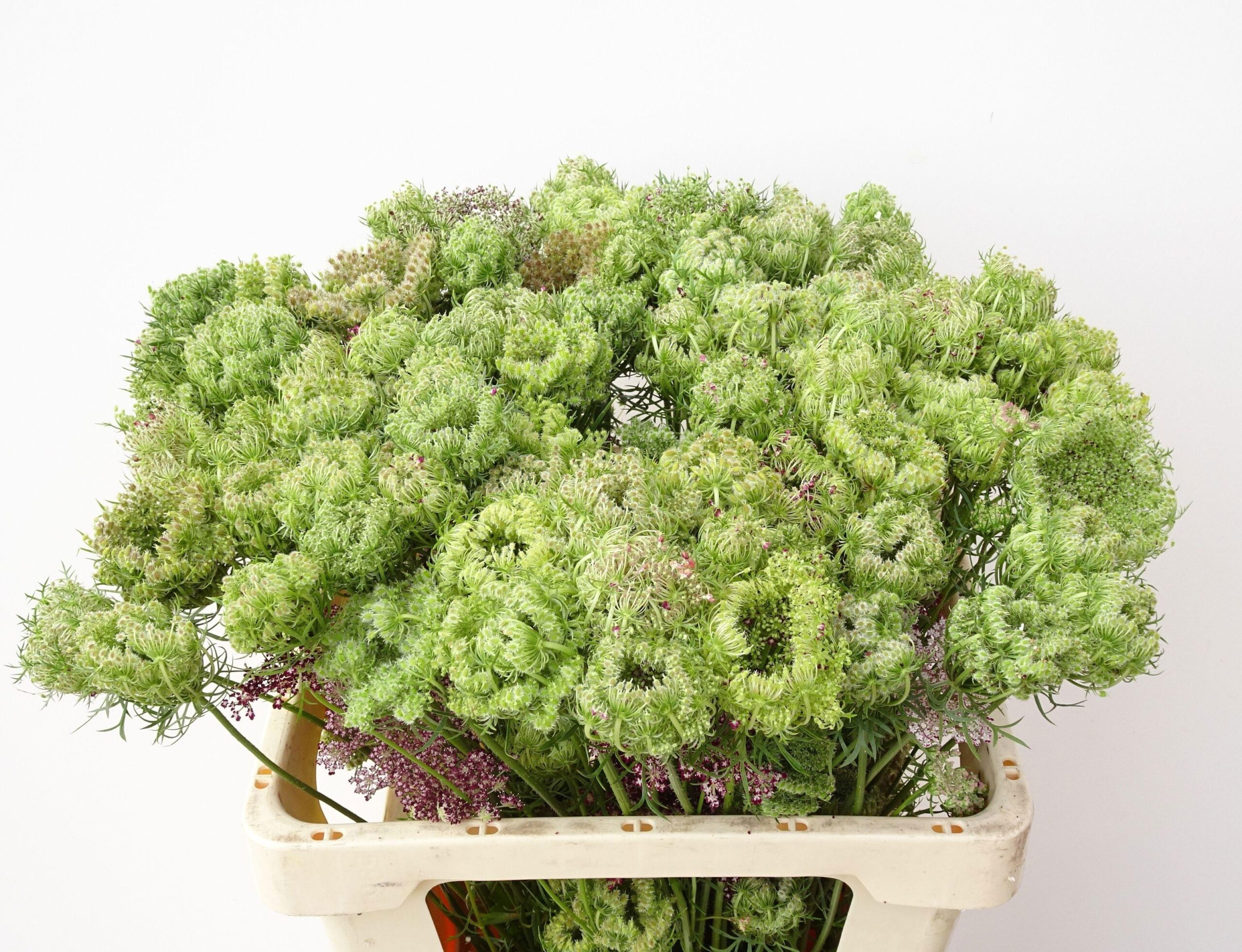 Daucus carota 'Dara'