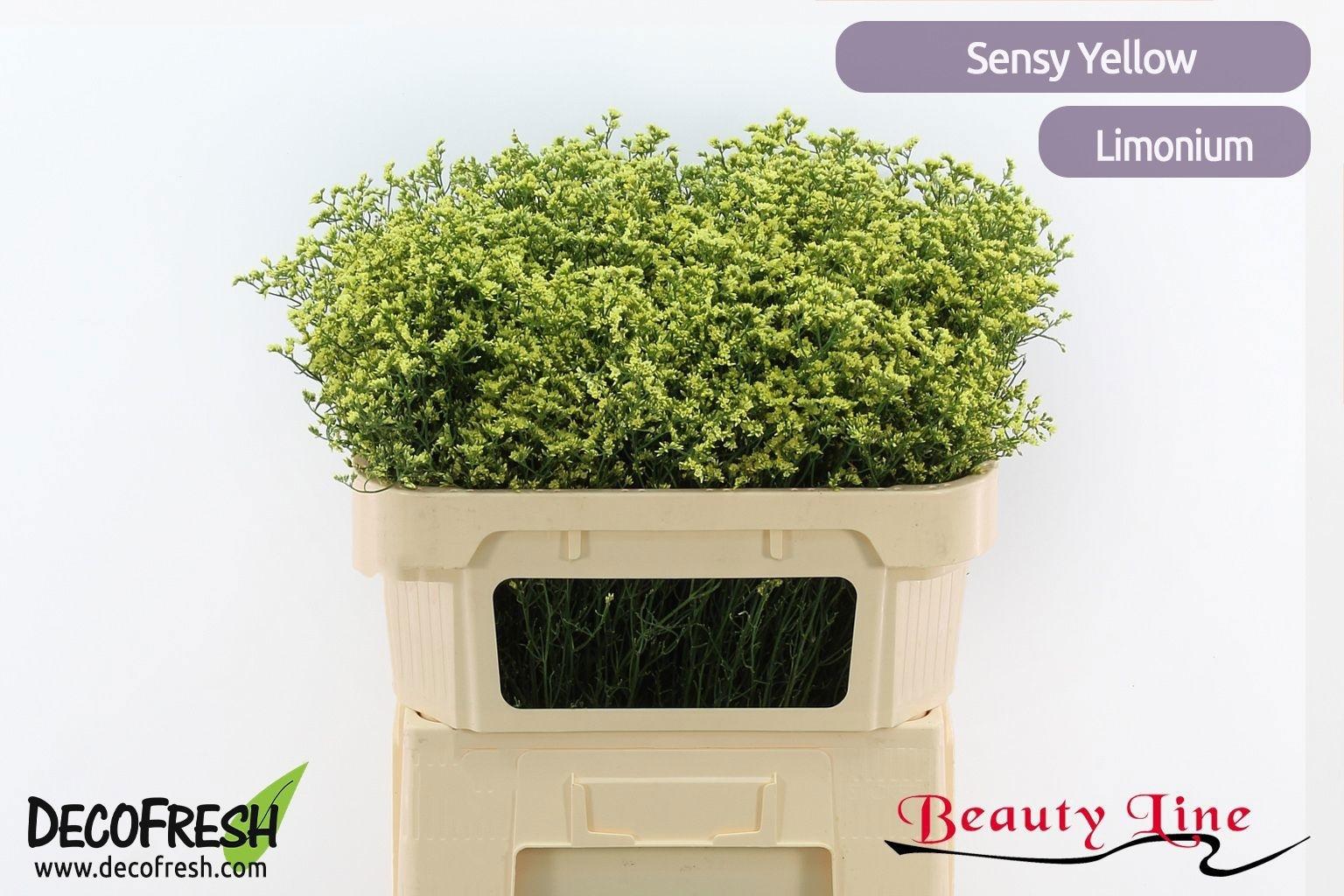Limonium sinense Sensy Yellow