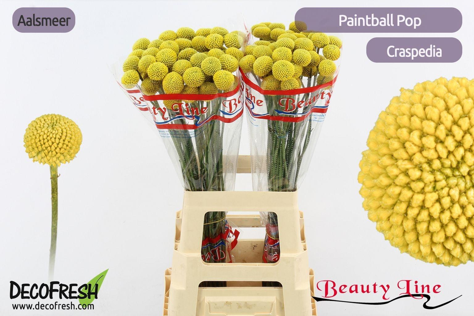 Craspedia globosa Paintball Pop
