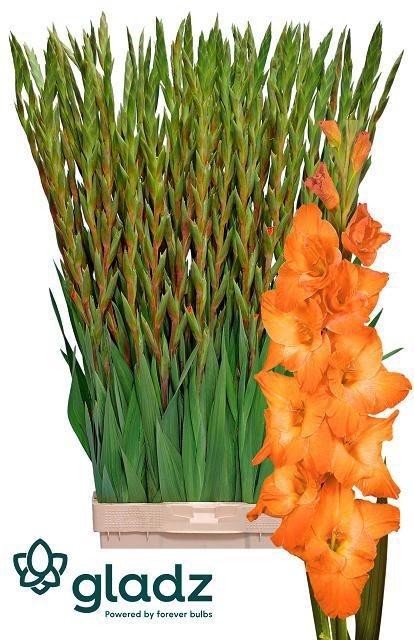 Gladiolus (Large-flowered Grp) 'Live Oak'