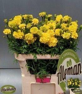 Tagetes (Erecta Grp) Promise Yellow