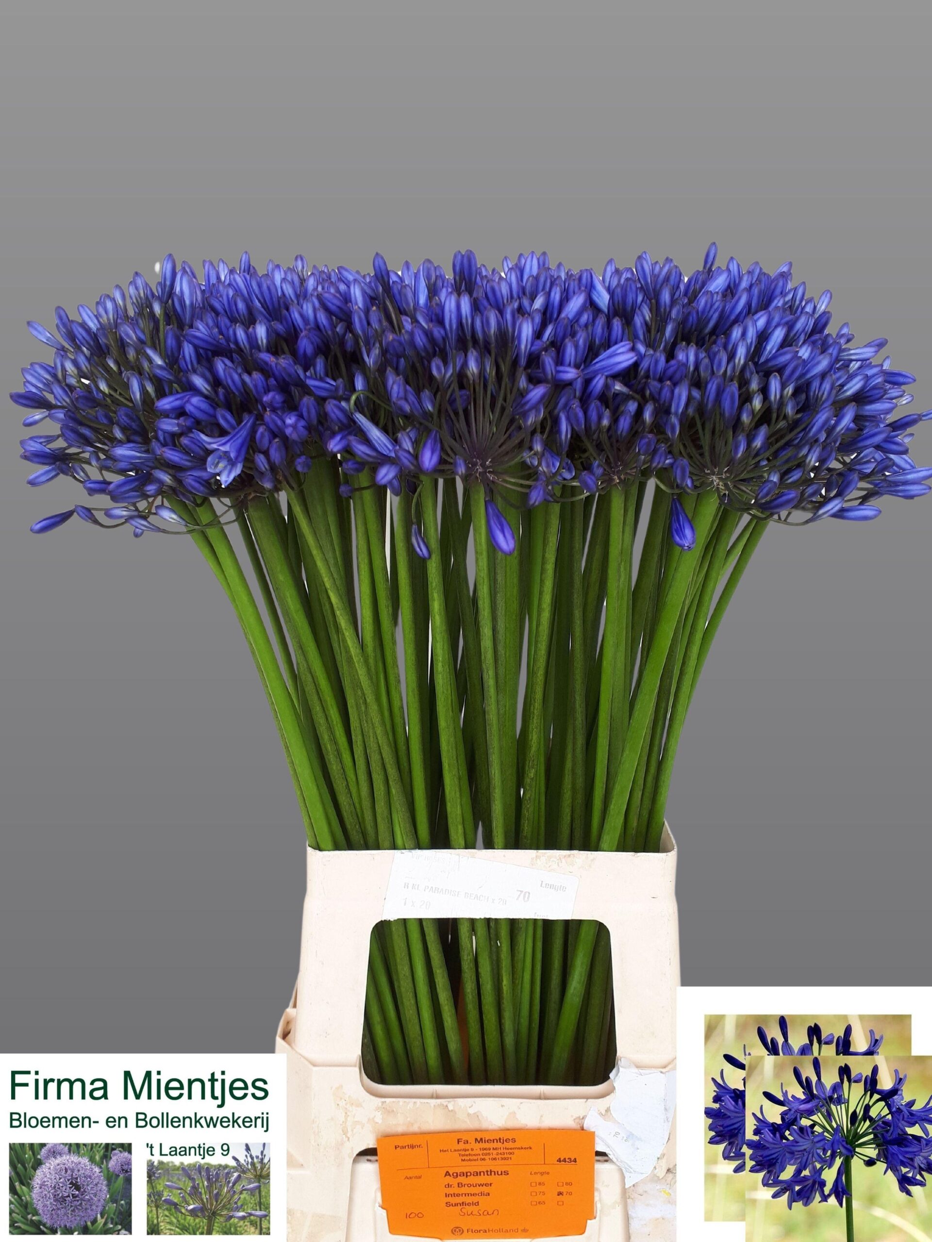 Agapanthus (Trumpet Grp) 'Suzan'