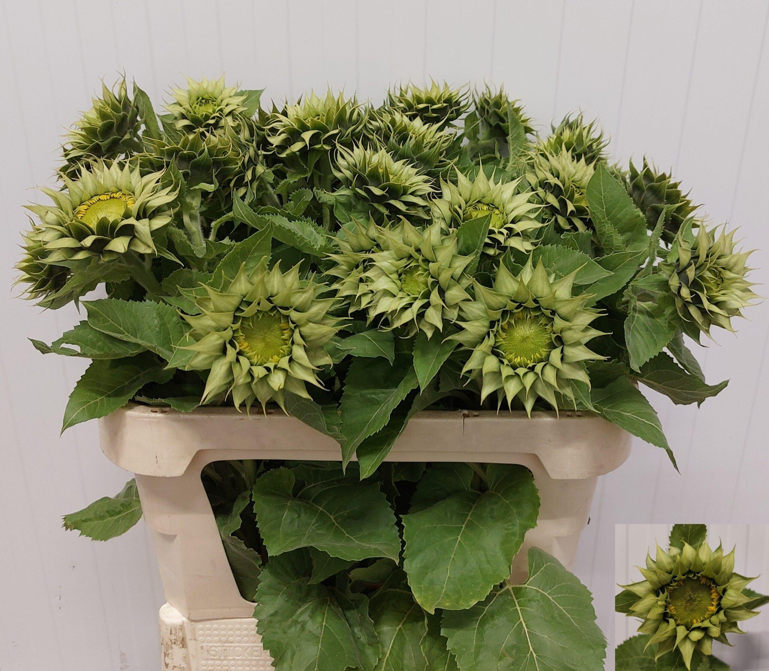 Helianthus