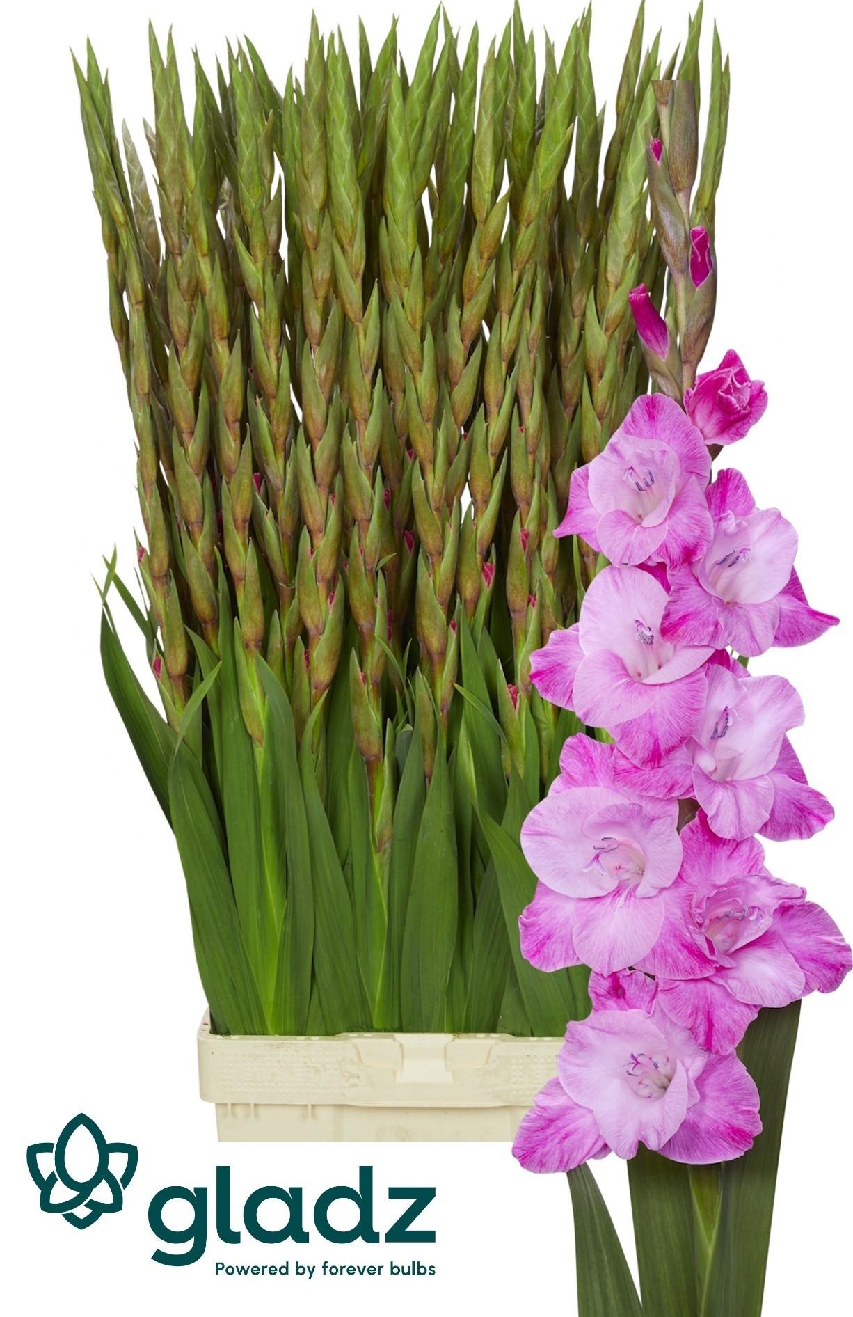 Snijbloemen overig