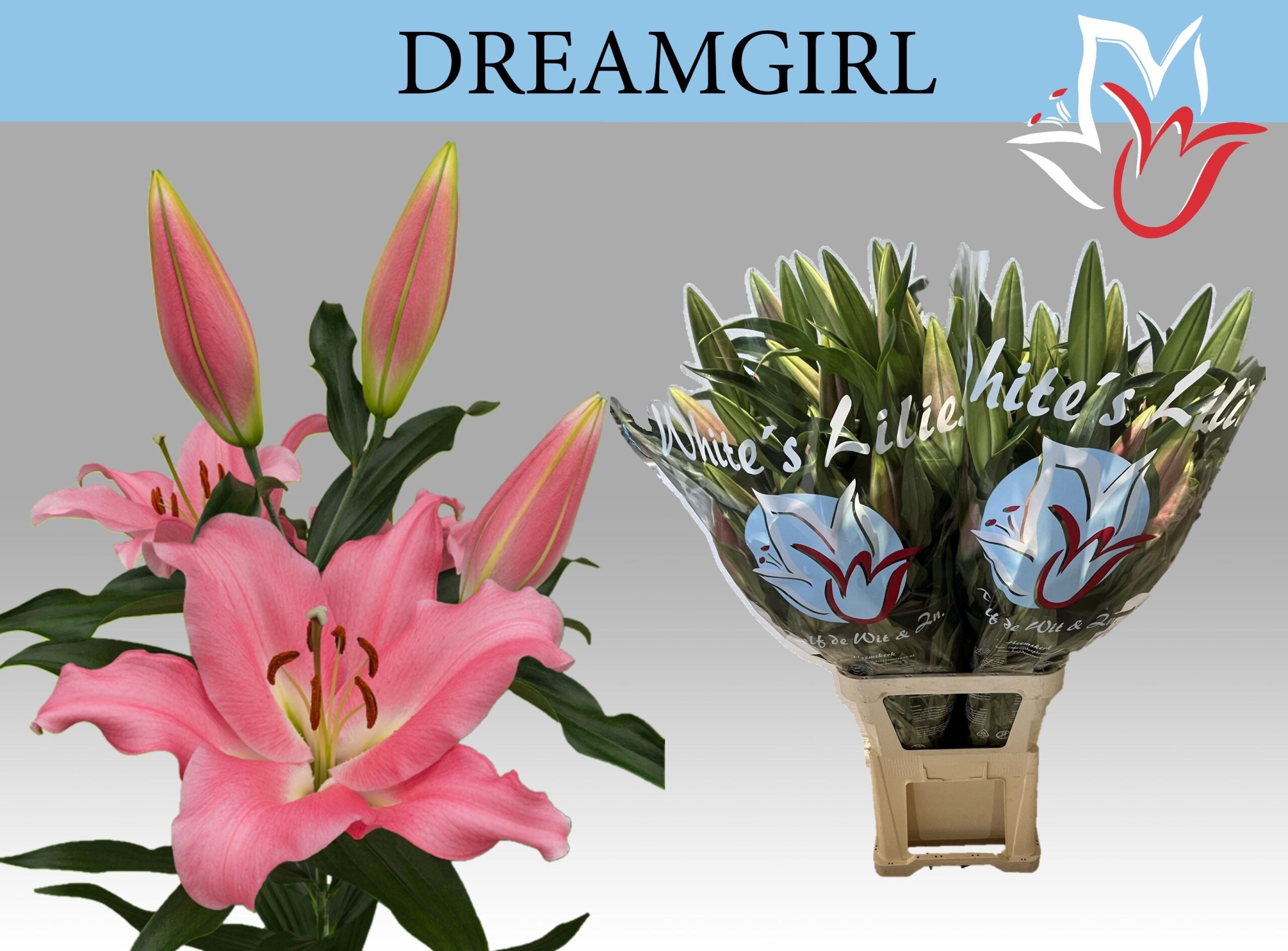 Lilium (OT-hybrids Grp) 'Dreamgirl'