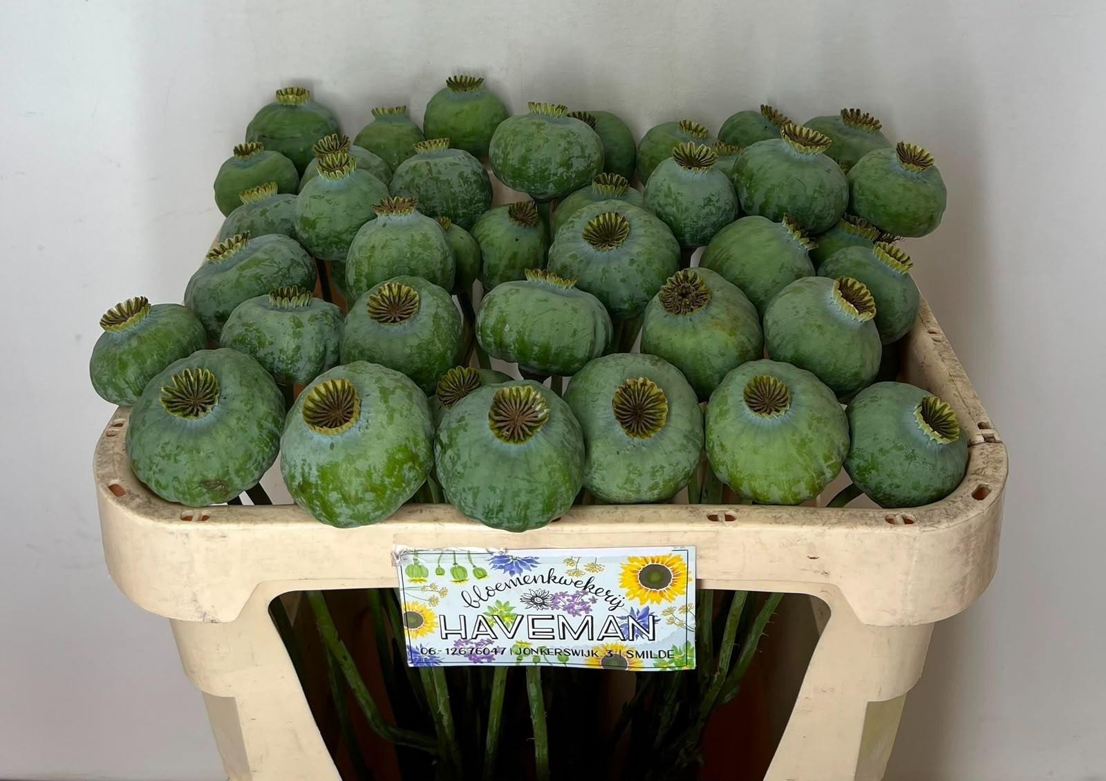Papaver somniferum (zaaddoos)
