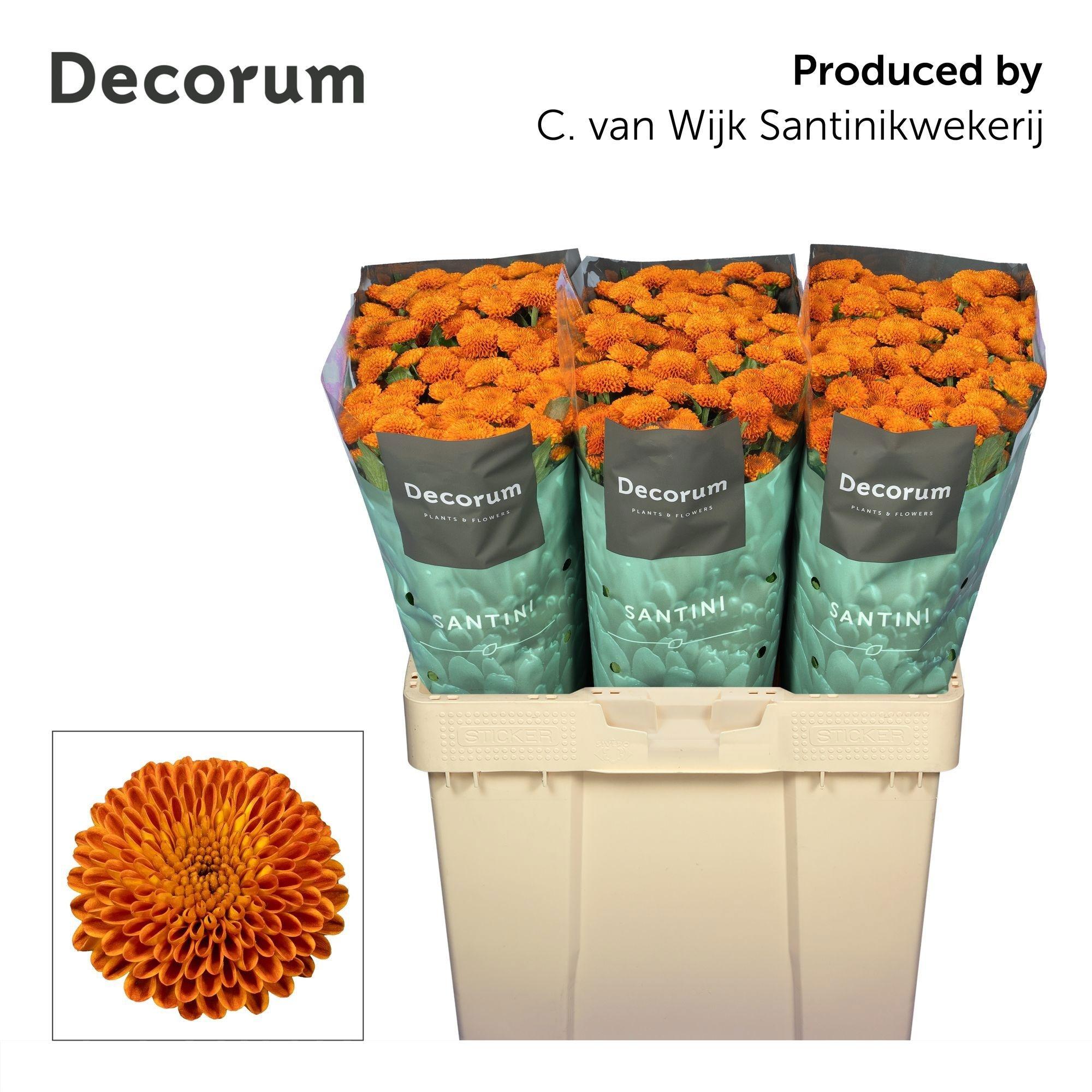 Chrysanthemum (Indicum Grp) spray santini Pluto