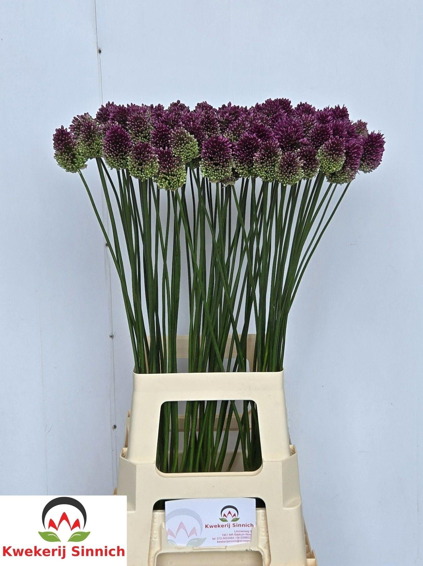 Allium sphaerocephalon