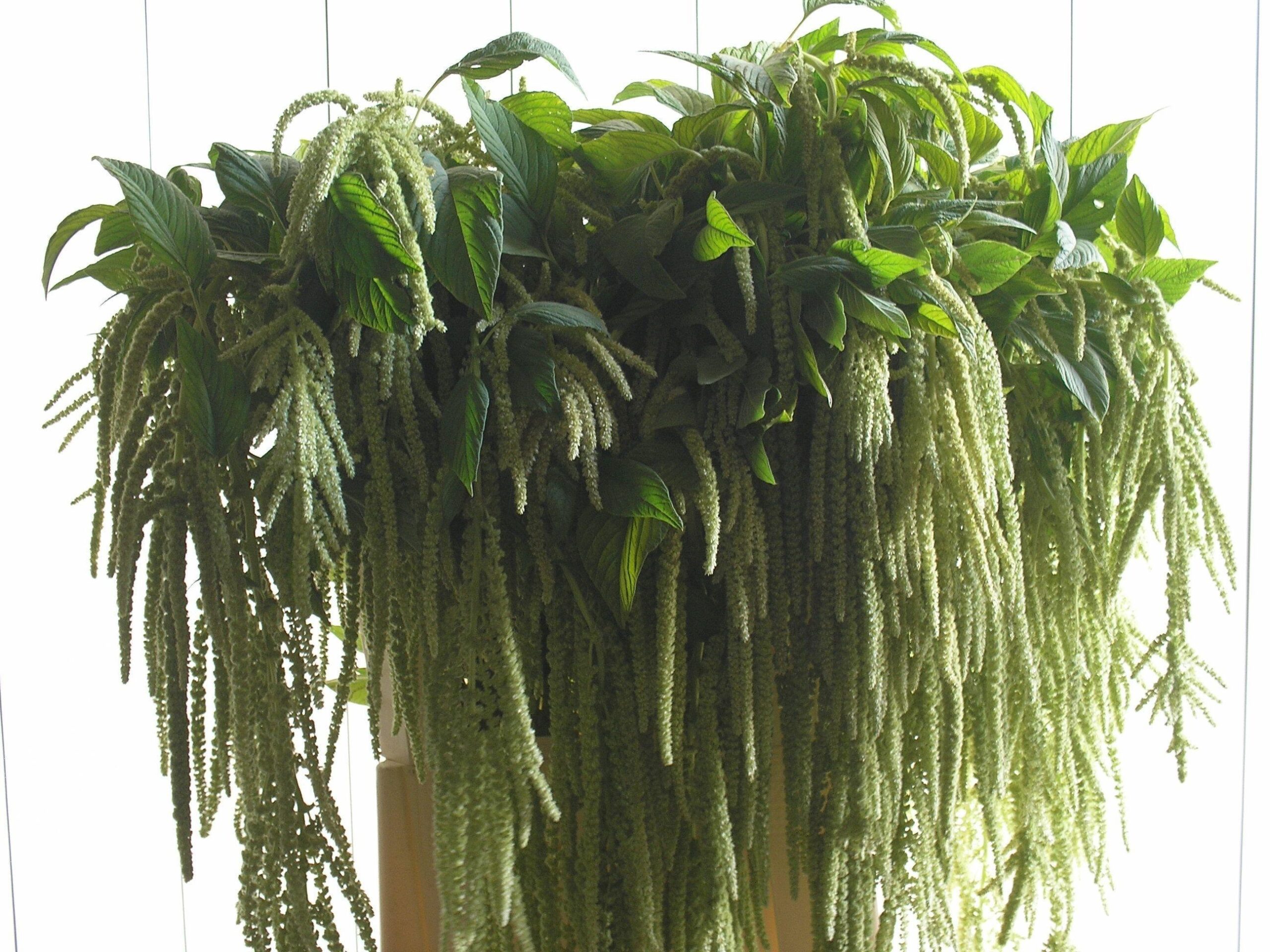 Amaranthus caudatus 'Viridis'