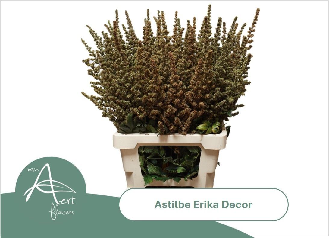 Astilbe (Arendsii Grp) 'Erika' decor
