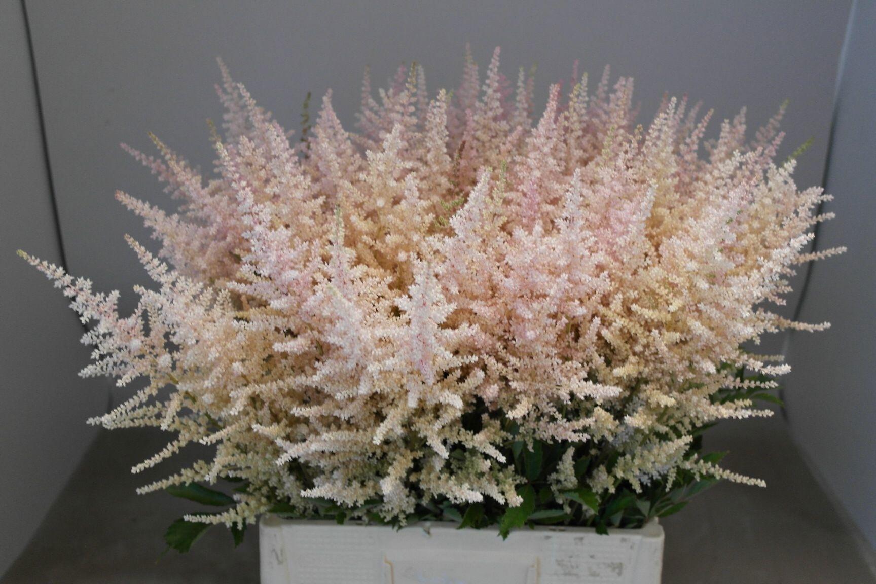 Astilbe (Arendsii Grp) 'Erika'