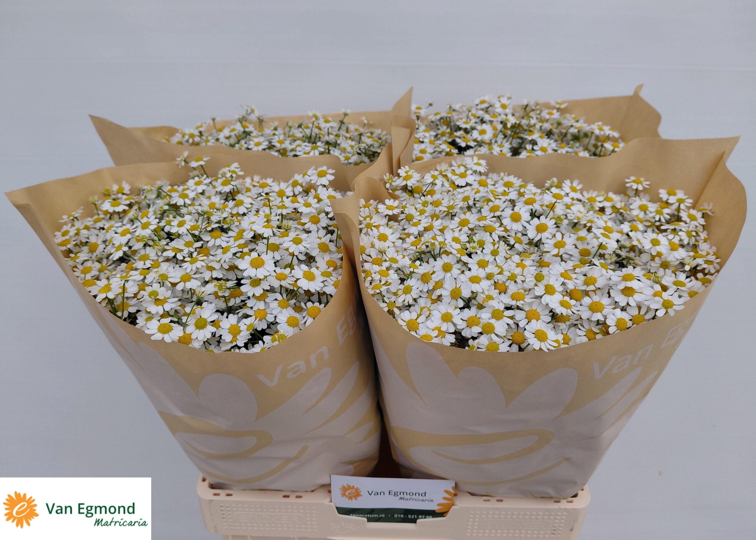 Tanacetum parthenium Cameron