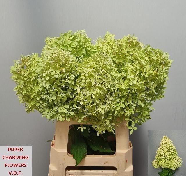 Hydrangea paniculata Magical Lime Sparkle