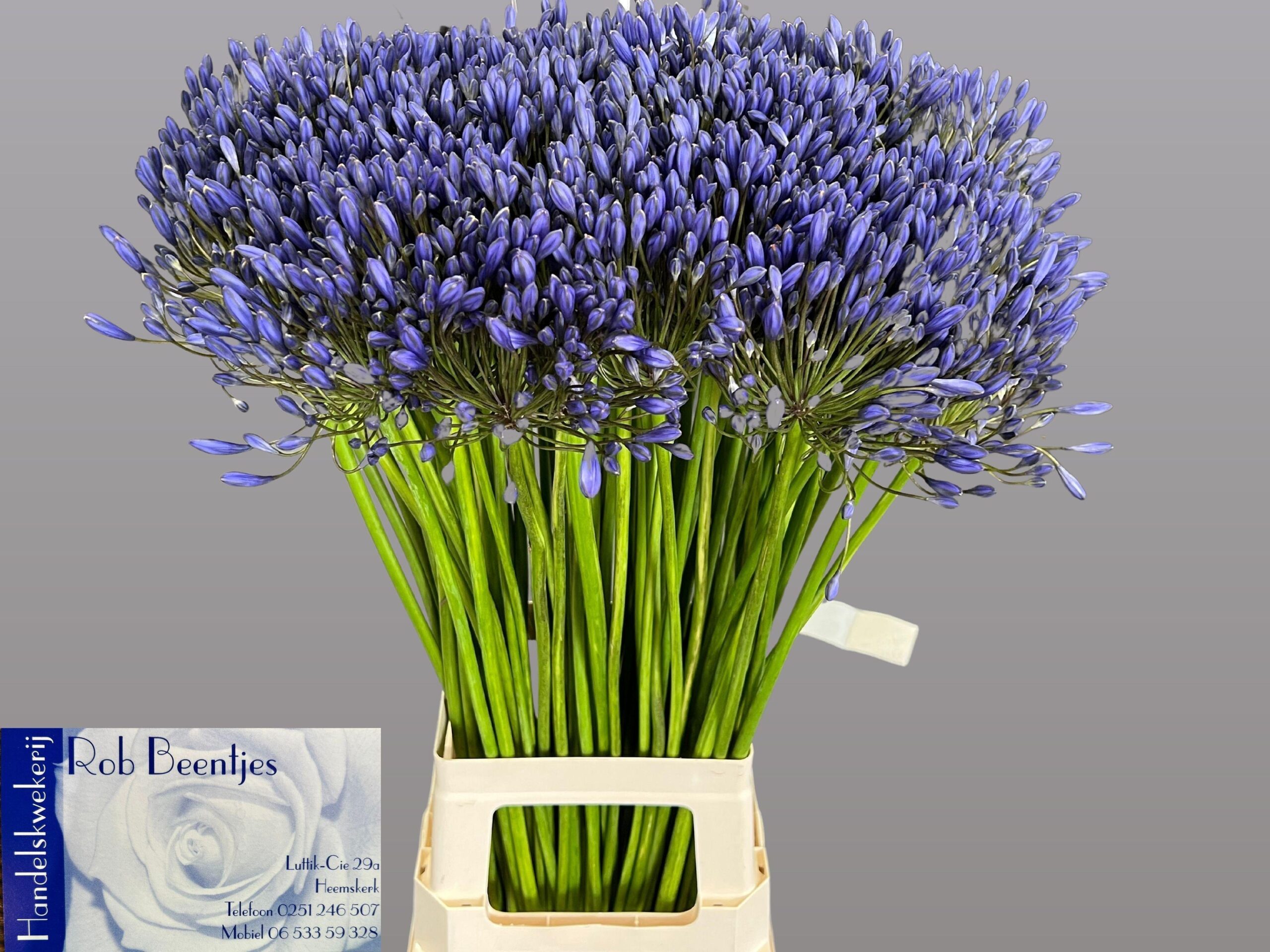 Agapanthus (Trumpet Grp) 'Blue Giant'