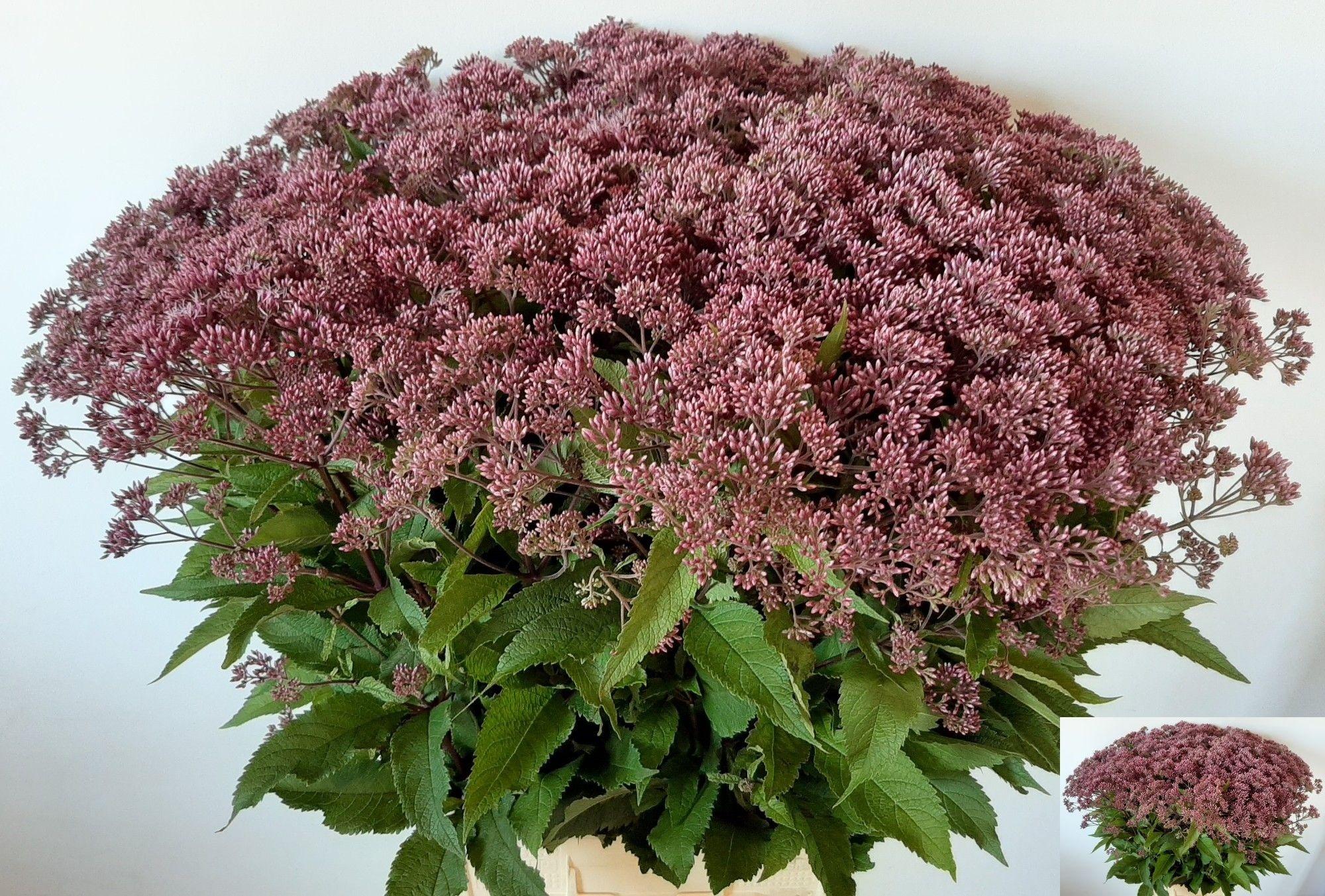 Eupatorium maculatum 'Atropurpureum'