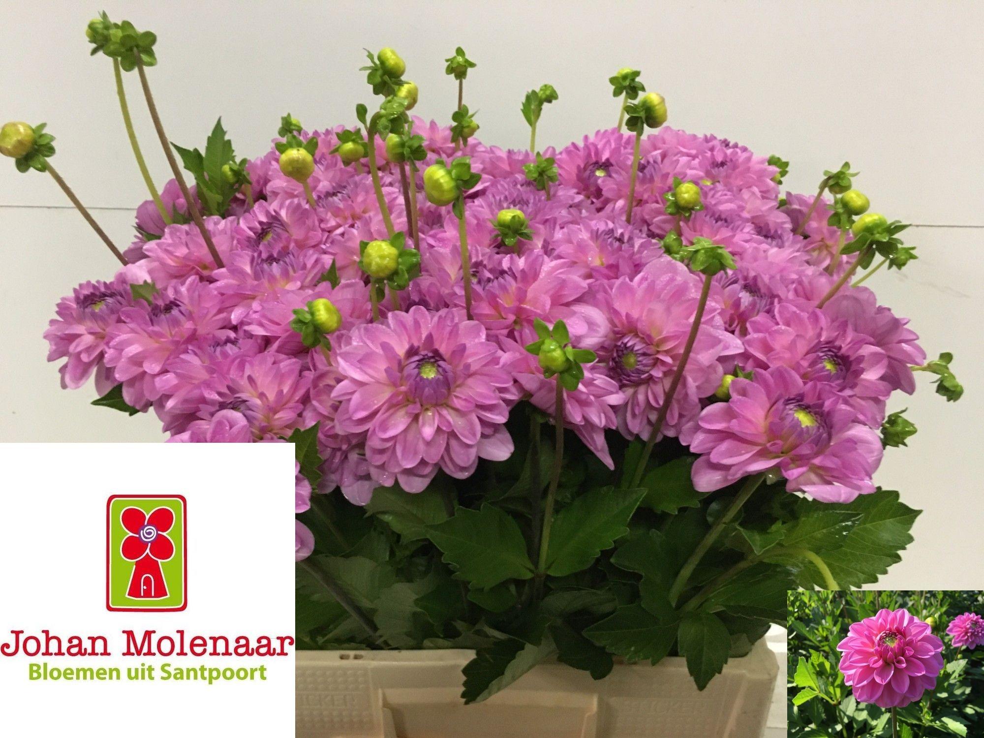 Dahlia (Decorative Grp) 'Pink Pop'