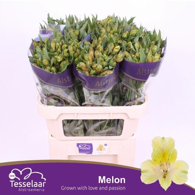 Snijbloemen overig