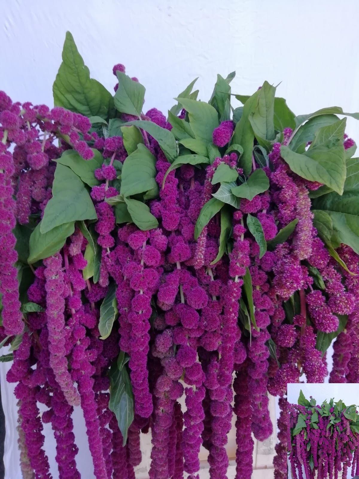 Amaranthus caudatus 'Rosary'