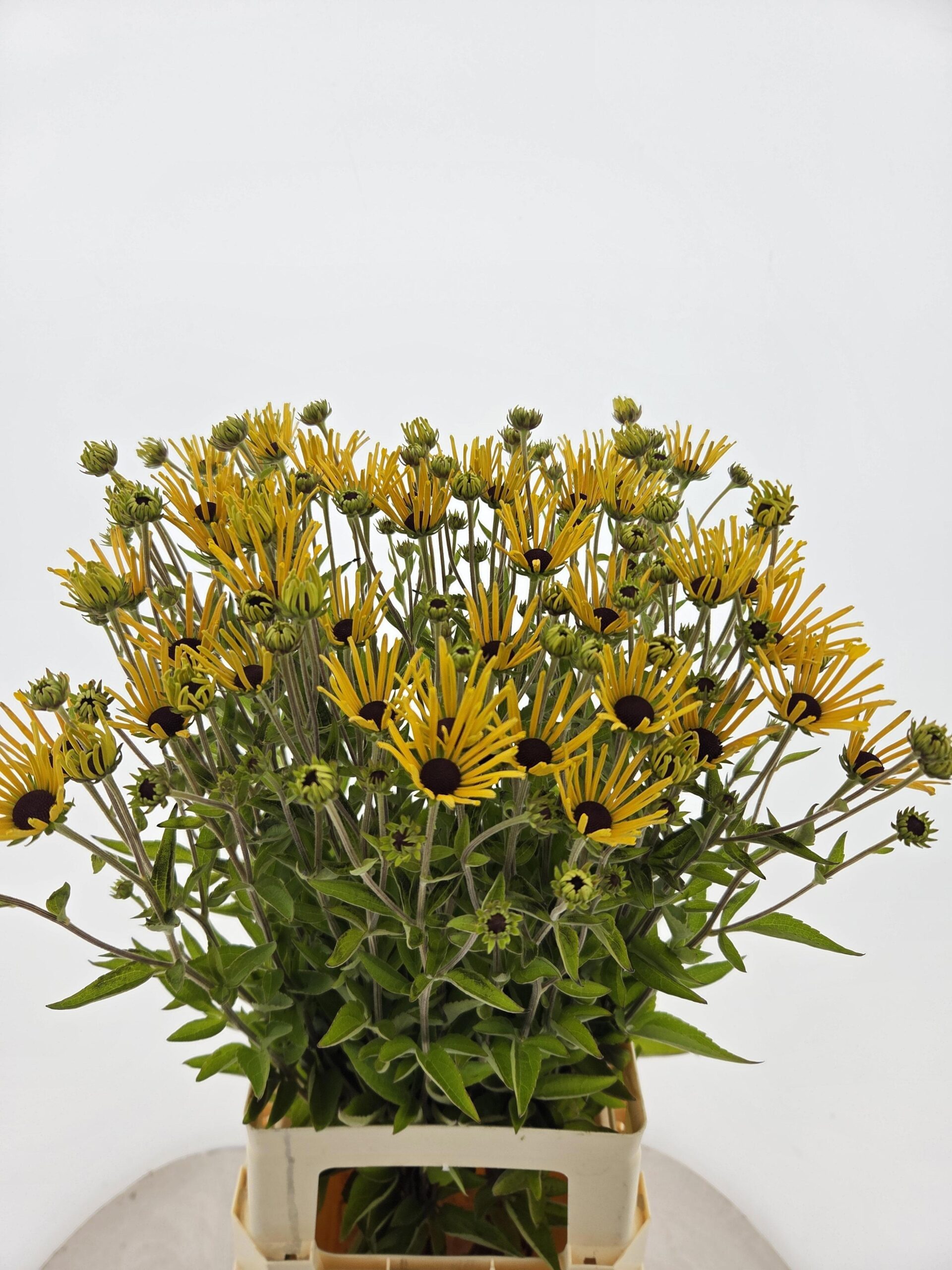 Rudbeckia overig