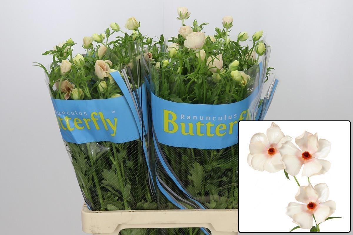 Ranunculus Butterfly Melissa
