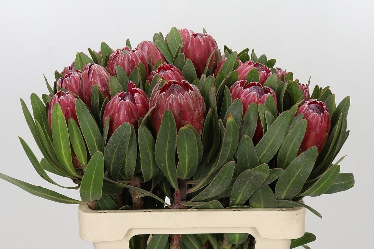 Protea 'Red Ice'