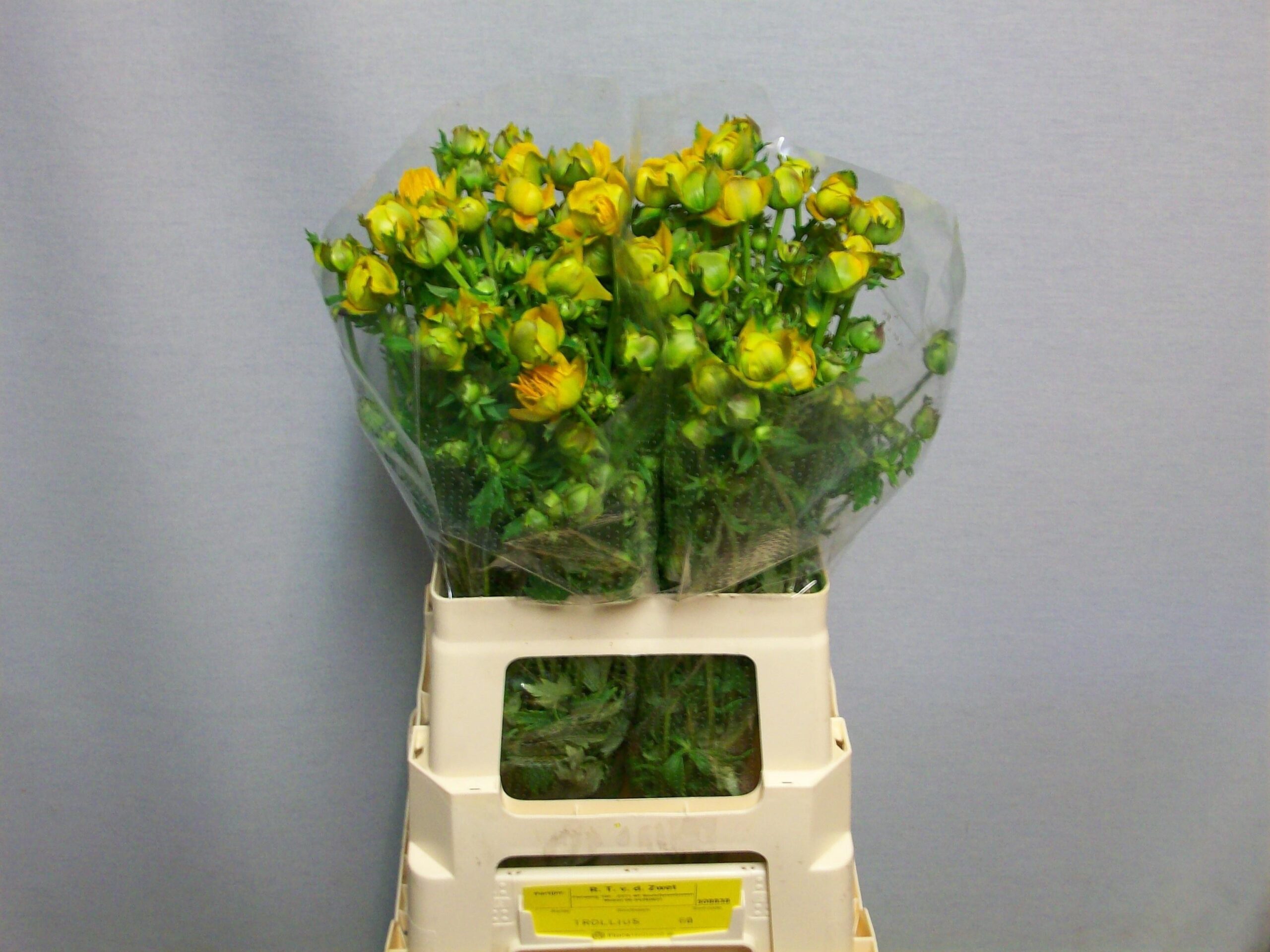 Trollius 'Juliana'