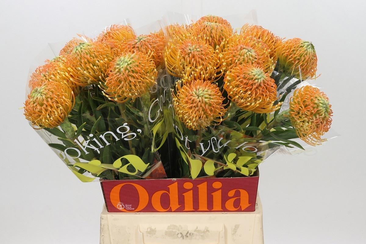 Leucospermum lineare Ayoba Peach